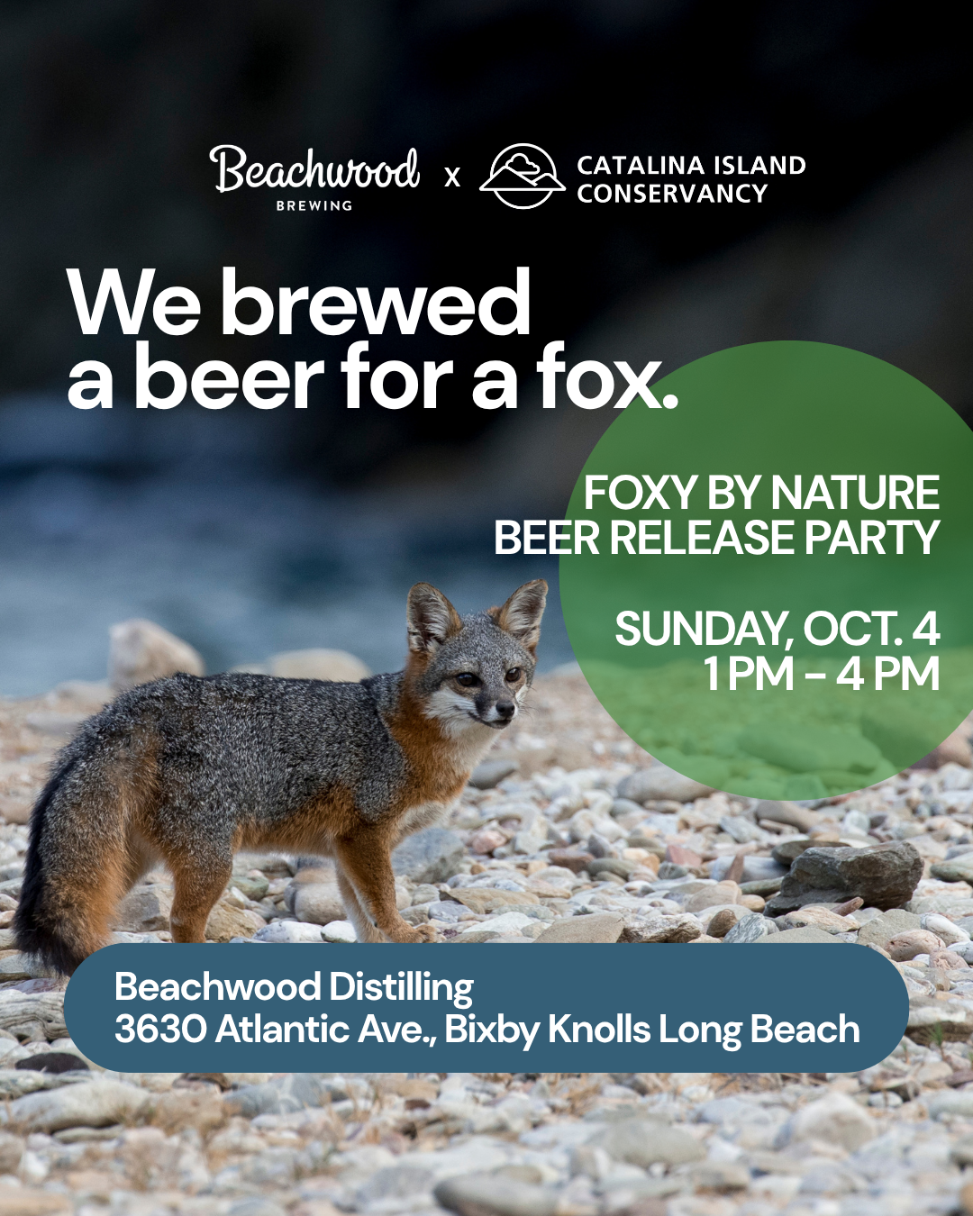FOXY BY NATURE IPA RELEASE PARTY at Beachwood Distilling ๐น Bixby Knolls Long Beach